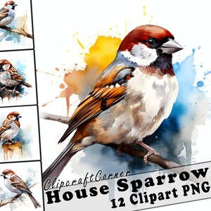 12 House Sparrow Clipart PNG art Bundle | Watercolor Bird Clipart PNG artwork |1013