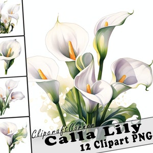 12 Calla Lily Clipart PNG art Bundle | Aquarelle Fleur Clipart PNG illustration | 2553