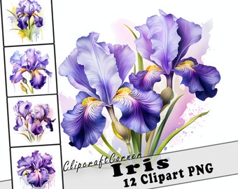 12 Iris Clipart PNG Kunst Bundle | Aquarell Blumen Clipart PNG Kunstwerk | 2536
