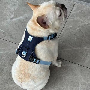 May include: A light-colored French Bulldog wearing a navy blue and light blue dog harness. The harness has adjustable straps and buckles for a secure fit. The dog is sitting on a gray tiled floor.