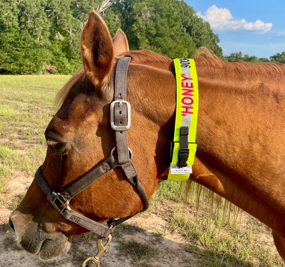 Collier LED Pour Cheval – Haute Visibilité, 3 Modes De Clignotement, Réglable, Alimenté Par Piles Boutons – équipement De Sécurité Nocturne