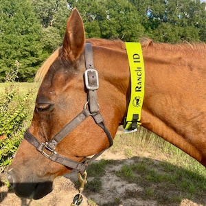 Puede incluir: Un caballo marrón con una cabezada marrón y una correa de seguridad amarilla brillante con el texto "RANCH ID" impreso en ella.