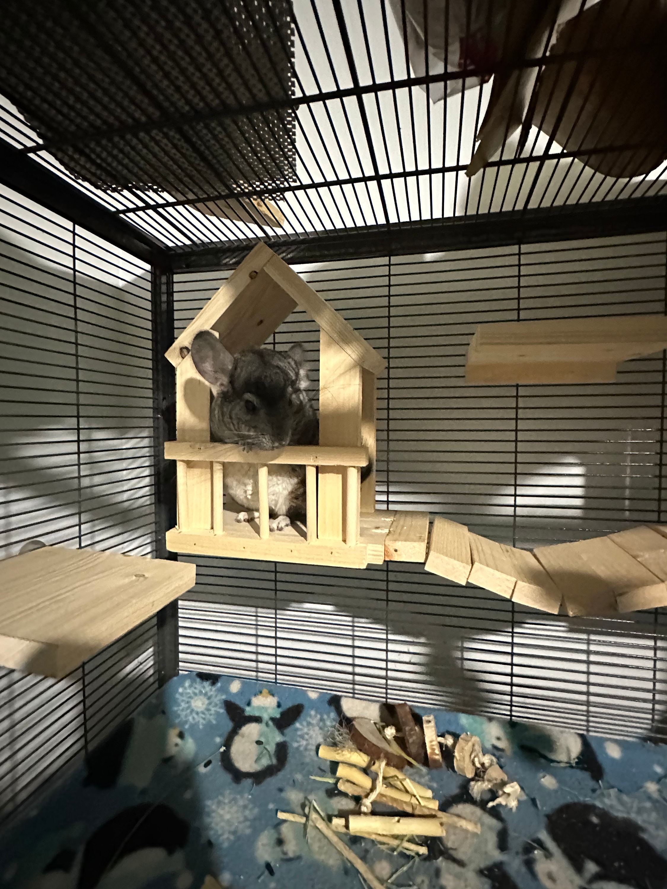 Chinchilla Houses Etsy