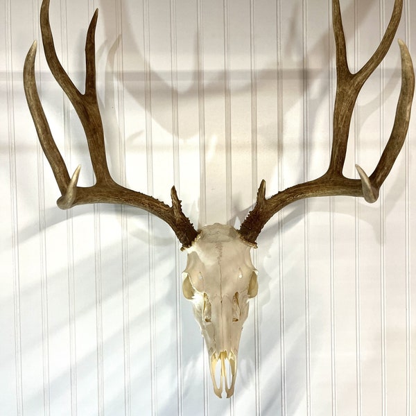 European deer mount hook-  hanger,  Skull hanger mount - deer - antelope - bear - Optional state backer in variations