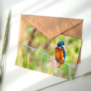 A6 Kingfisher greeting card | Wildlife | Bird | Nature | Recyclable | FSC certified | garden bird | Birthday | Easter
