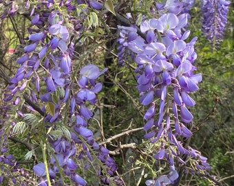 Purple Wisteria, long 2-3ft, Unrooted cuttings from established flowering vine