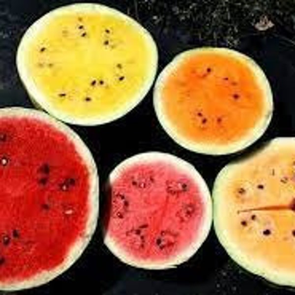 Heirloom Watermelon Seed Packs: 50+ seeds from up to 10 varieties all famous for their tasty flavor & high sugar content, open-pollinated