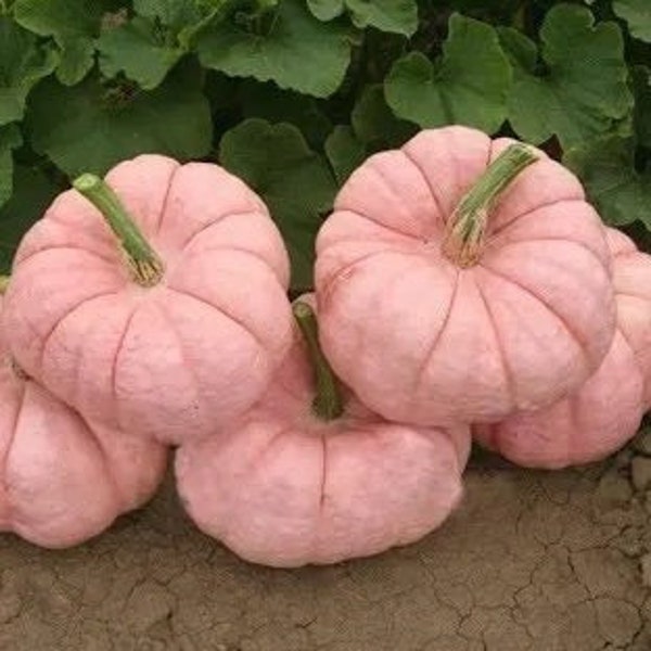 Porcelain Doll Pink Pumpkin Seeds (15 per pack)