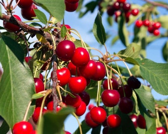 Black Cherry Tree (6-10in tall)