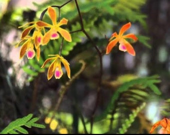 Cranefly Orchid Plants and Rhizomes-rare perennial terrestrial orchid native to the US.