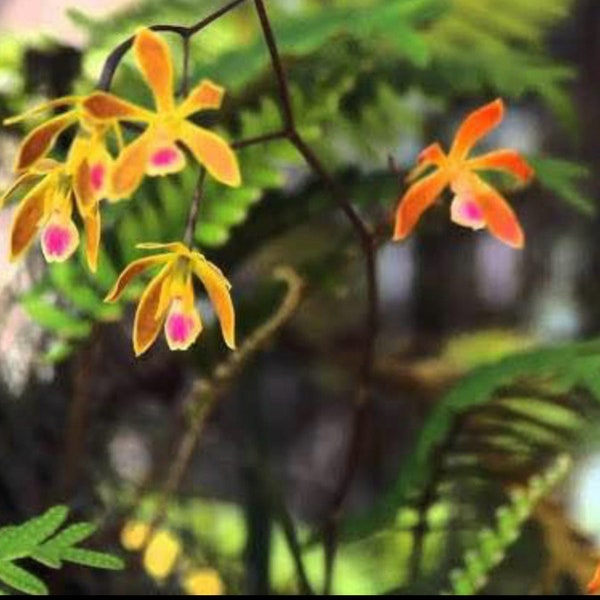 Cranefly Orchid Plants and Rhizomes-rare perennial terrestrial orchid native to the US.