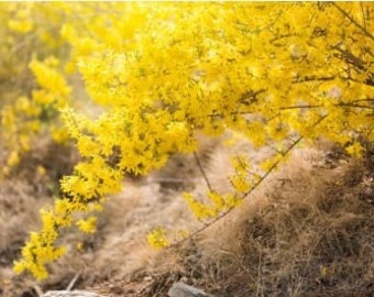 Winter Jasmine/January Jasmine Plants & Cuttings -unrooted cuttings or small rooted plant, winter blooming,