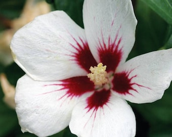 Red Heart Rose of Sharon, Hybiscus syriacus