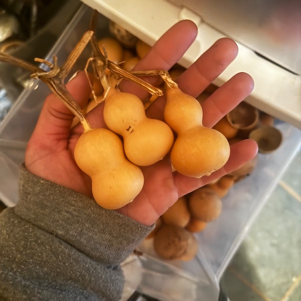 Hand-Twist Mini Gourd Seeds (15 per pack)