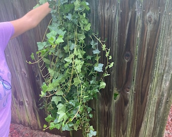 English ivy (2-3ft length rooted cuttings)