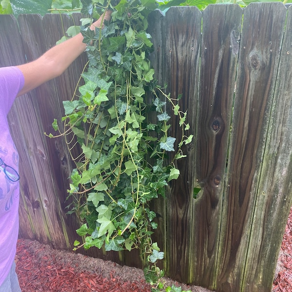 English ivy (2-3ft length rooted cuttings)