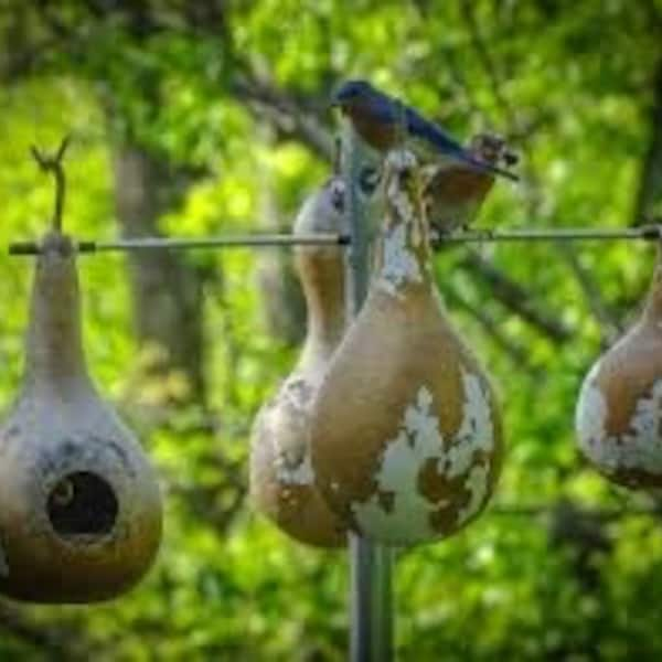 XL Birdhouse Gourd Seeds (25+ per pack)