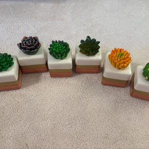 May include: Six small white ceramic planters with different coloured succulents. The planters have a white base and a peach coloured band around the middle.