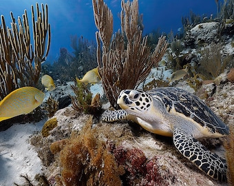 Guardian of the Coral Reef – Hawksbill Sea Turtle