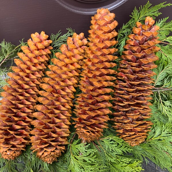 2 Cônes De Pin Sugar Pine Géants 16 Pouces - Déco Noël, Automne, Style Cabane - Occasion