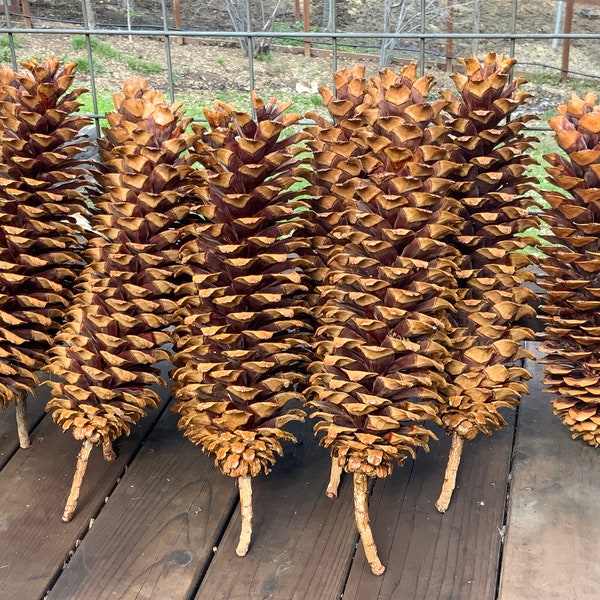 Set of 2 Extra Large Sugar Pine Cones 15”-16” long (not including stem) *lightly baked *no bugs *from Northern California