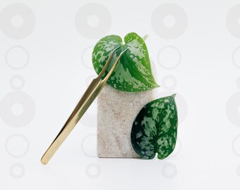 Gold Tweezer Photo – Organic Beauty Branding for Social Medi
