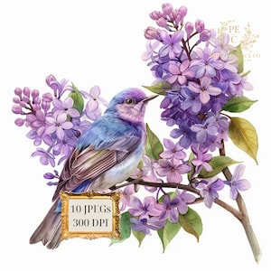 Acuarela Lila Clipart - descarga instantánea para uso comercial Acuarela Lila - Ramos Lila - Arreglos Lila - Lila Púrpura