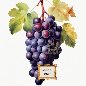 Single Image Watercolor Vines with Grapes Clipart, High quality PNG digital files on transparent background, sublimation, commercial use