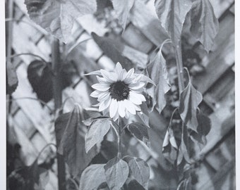 Film Photography Print- Sunflower