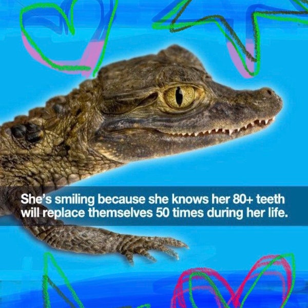 Smiling Crocodile IPhone/Android wallpaper