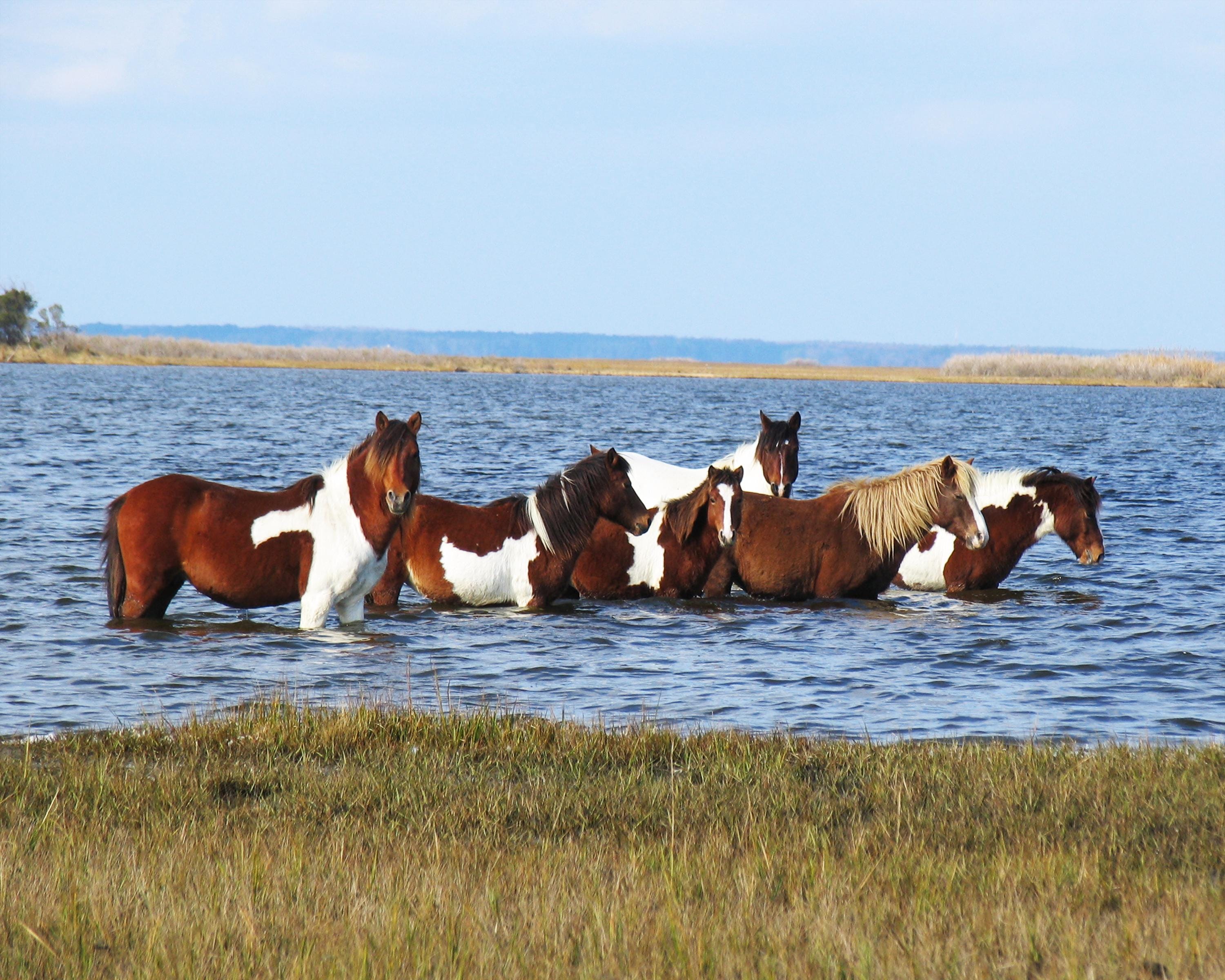 Chincoteague Pony Swim