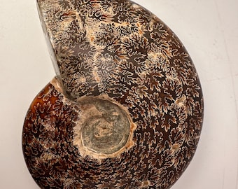 Large Cleoniceras Ammonite Polished Fossil