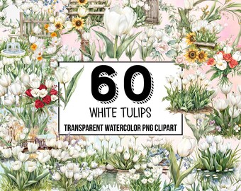 Imágenes prediseñadas de tulipanes blancos en acuarela, ramo floral de tulipanes, tulipán de primavera en formato PNG, flores en acuarela, imágenes prediseñadas botánicas de tulipanes para decoración de bodas.