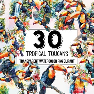 Conjunto de clipart de tucanos tropicais Download digital, planejador digital, download instantâneo, clipart aquarela, uso comercial