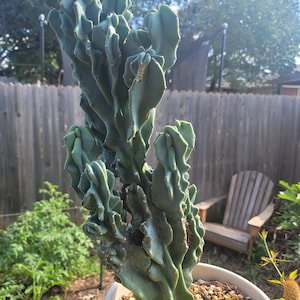 Cereus Peruvianus Monstrose cutting