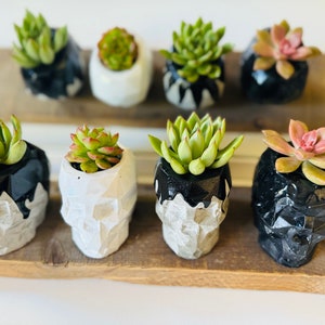 4 X Skull Succulent Planters! | Candle Tealight | Hand made Cement Planters | Acrylic Paint & Gloss Coating | Home Decor | House Plants