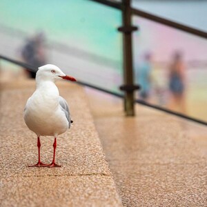 May include: A white seagull with gray wings and red legs and beak stands on a textured, light brown staircase. The background is blurred, showing a railing and a glimpse of a waterfront scene.