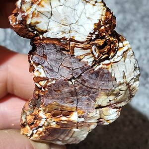 EXTREMELY RARE multi Colored Fortification Agate with Crystal Formations Carnelian Rockhounding Gem Raw Uncut Unpolished Stone