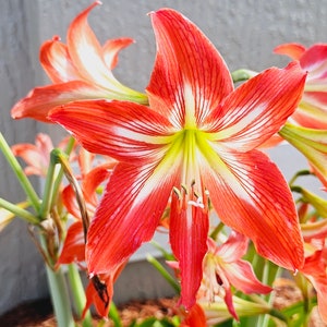 Freshly cut 2 bulb red and white amaryllis