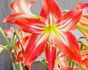 Freshly cut 2 bulb red and white amaryllis