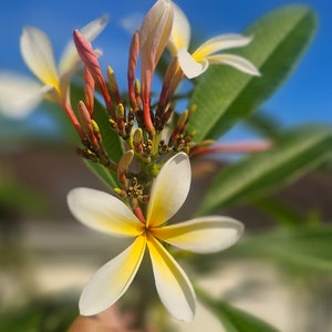 Plumeria 2 pc cutting 6 to 8 Inches fresh cut