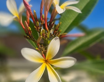 Plumeria 2 pc cutting 6 to 8 Inches fresh cut