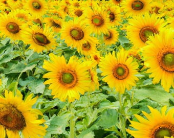 ひまわりデジタルプリント