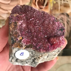 May include: A raw mineral specimen featuring a vibrant, crystalline, magenta-colored surface atop a gray and brown rock base. A small, white sticker with the letter "B" is affixed to the rock.