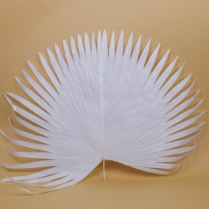 Large dried palm