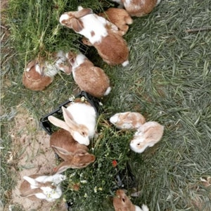 Rabbit colony online course image 5