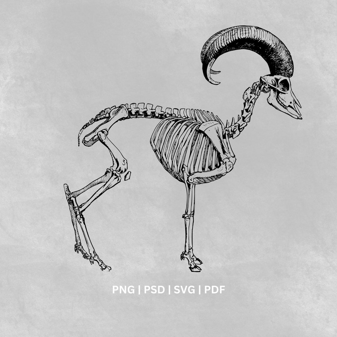 Digital Mouflon Skeleton Illustration Printable Art for Etsy