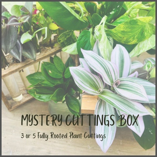 Mystery Cutting Box - Rooted - Some Rare - Tradescantia, Pothos, Philodendron, Mini Plants, Succulents and MORE!
