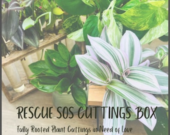 Rescue SOS Cutting Box - READ DESCRIPTION -  Rooted - Some Rare - Tradescantia, Pothos, Philodendron, Mini Plants, Succulents