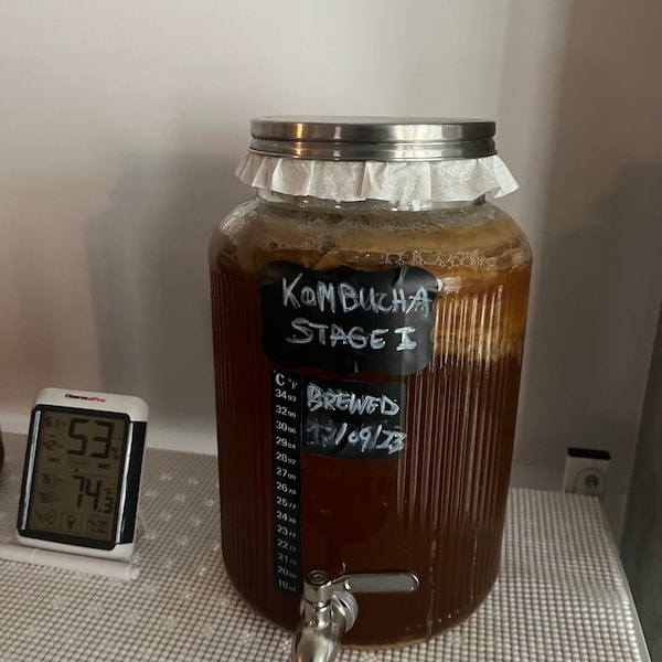 Organic Kombucha Tea SCOBY with starter fluid | Grown with organic sugar & black tea | Free Shipping | Fermented Tea |